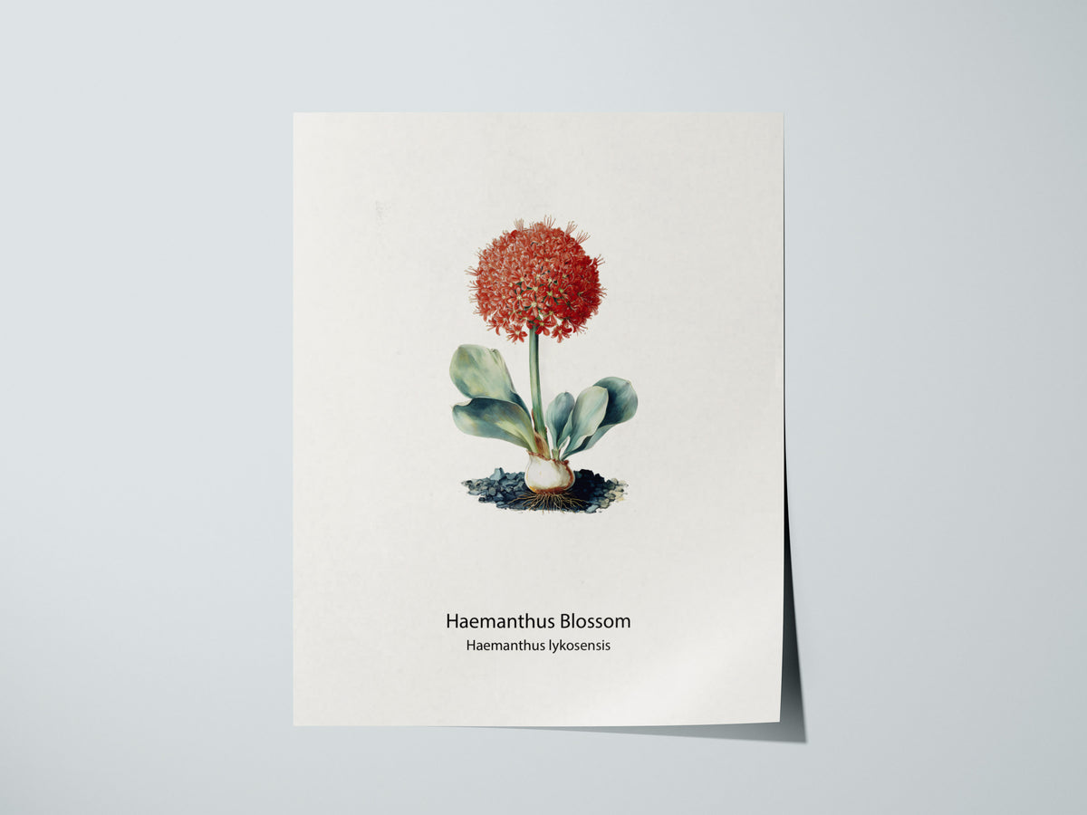 Haemanthus Blossom Poster | Haemanthus lykosensis Pen and Ink Print Vintage Botanical Illustration — giclée print detail on m