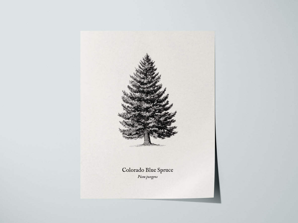 Colorado Blue Spruce Poster | Picea pungens Pen and Ink Print Vintage Botanical Illustration Wall Art — giclée print detail o