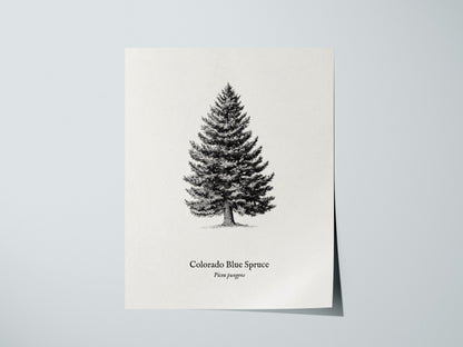 Colorado Blue Spruce Poster | Picea pungens Pen and Ink Print Vintage Botanical Illustration Wall Art — giclée print detail o