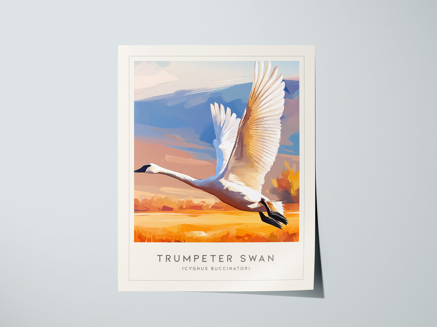 Trumpeter Swan Poster | Elegant Waterbird in Winter Calm Wall Art — giclée print detail on matte paper