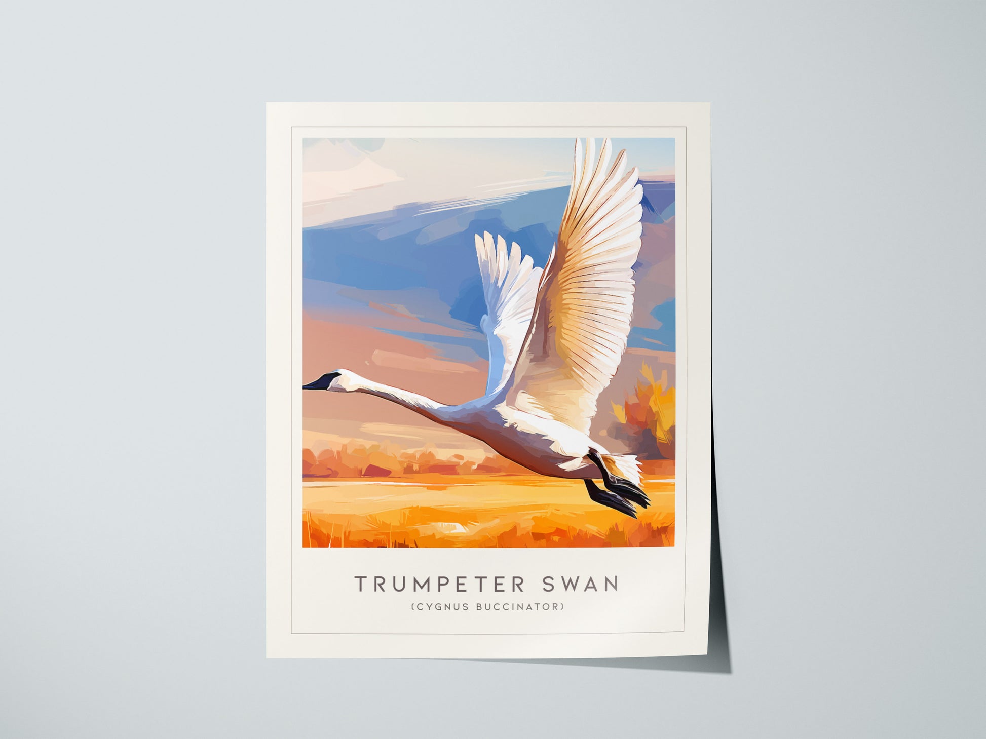 Trumpeter Swan Poster | Elegant Waterbird in Winter Calm Wall Art — giclée print detail on matte paper