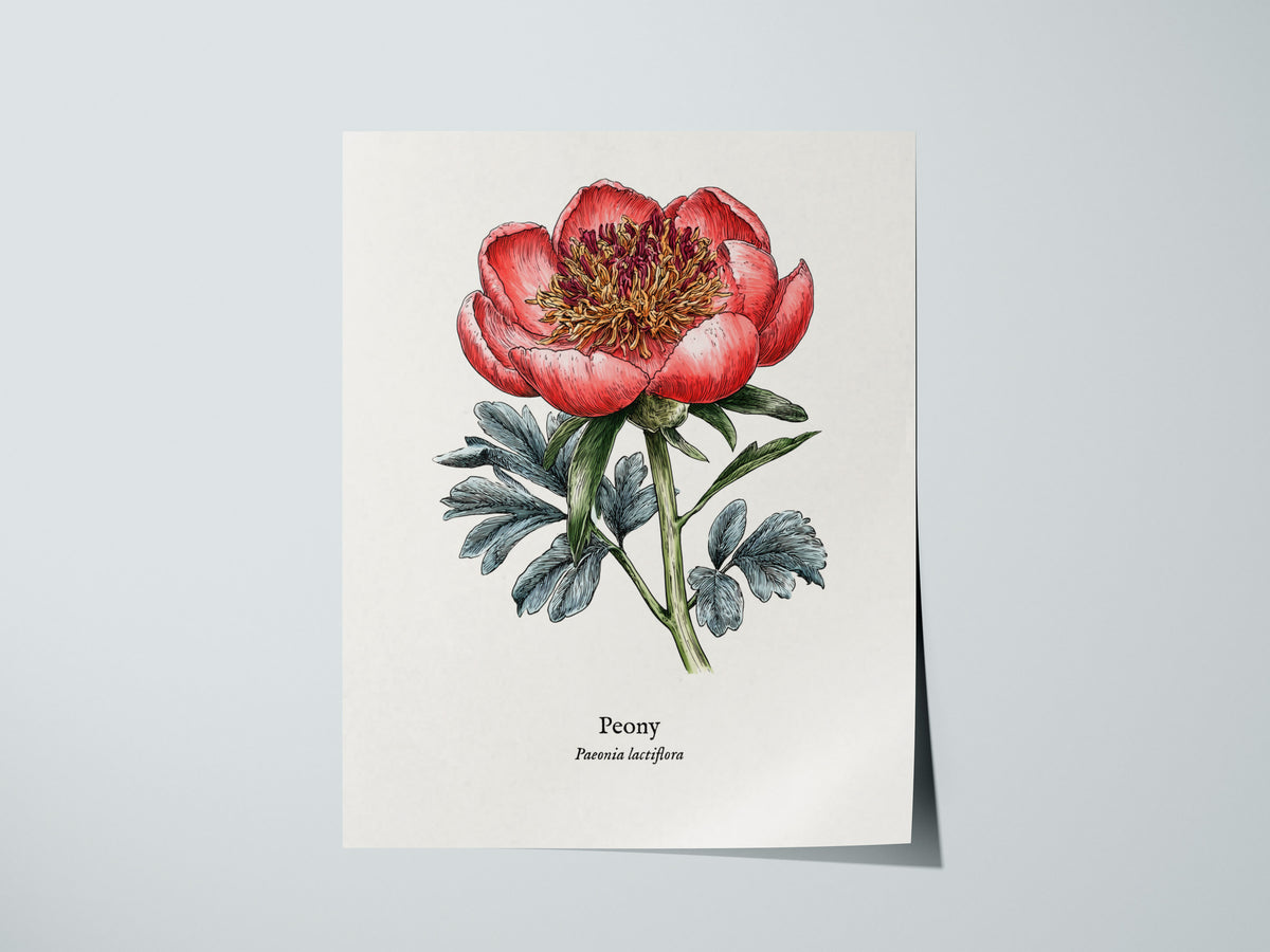 Peony Poster | Vintage Paeonia Lactiflora Botanical Illustration Wall Art — giclée print detail on matte paper