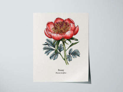 Peony Poster | Vintage Paeonia Lactiflora Botanical Illustration Wall Art — giclée print detail on matte paper