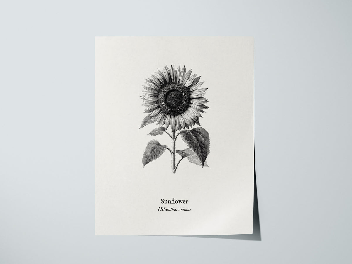 Sunflower Poster | Helianthus annuus Vintage Botanical Ink Illustration Line Art Print — giclée print detail on matte paper