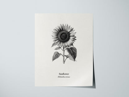Sunflower Poster | Helianthus annuus Vintage Botanical Ink Illustration Line Art Print — giclée print detail on matte paper