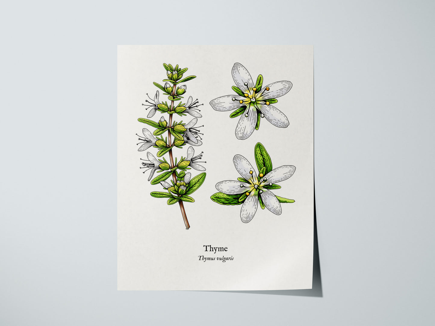 Thyme Poster | Vintage Thymus vulgaris Botanical Illustration Wall Art — giclée print detail on matte paper