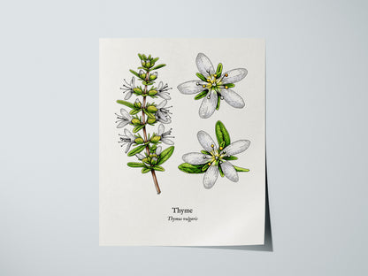Thyme Poster | Vintage Thymus vulgaris Botanical Illustration Wall Art — giclée print detail on matte paper