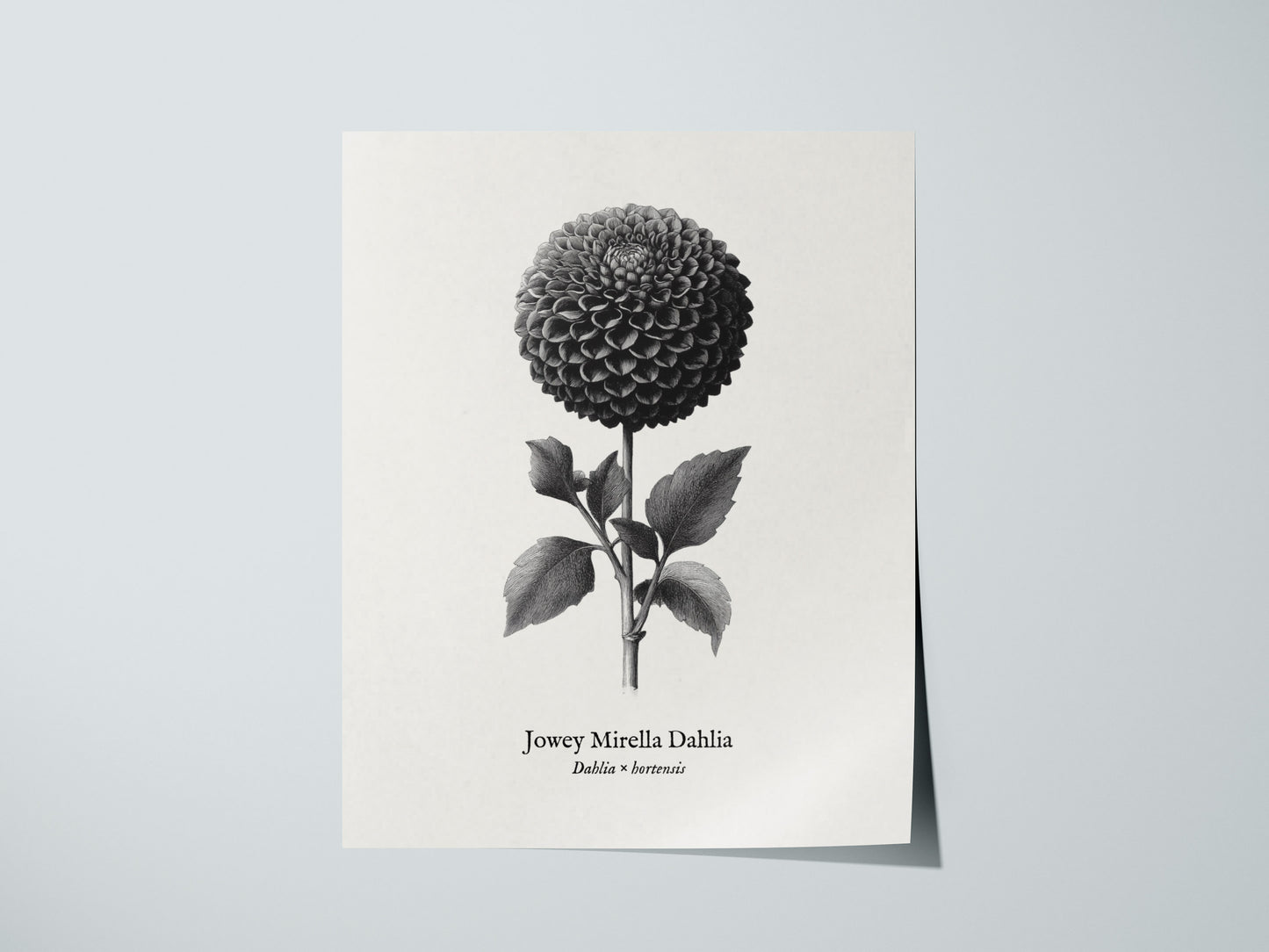 Print 01