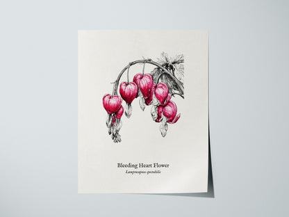Bleeding Heart Flower Poster | Lamprocapnos spectabilis Pen and Ink Print Botanical Illustration Wall Art — giclée print deta