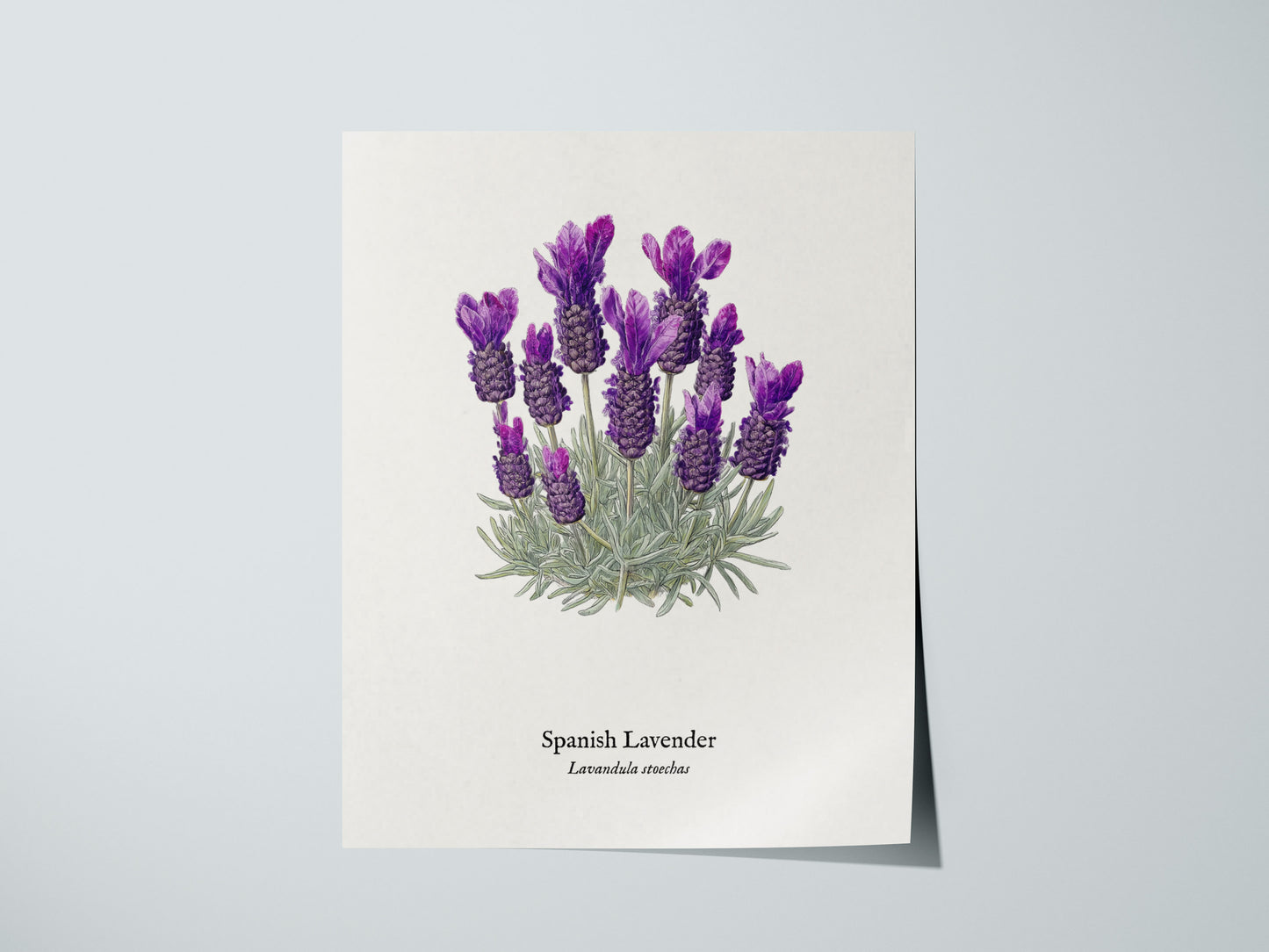 Print 01