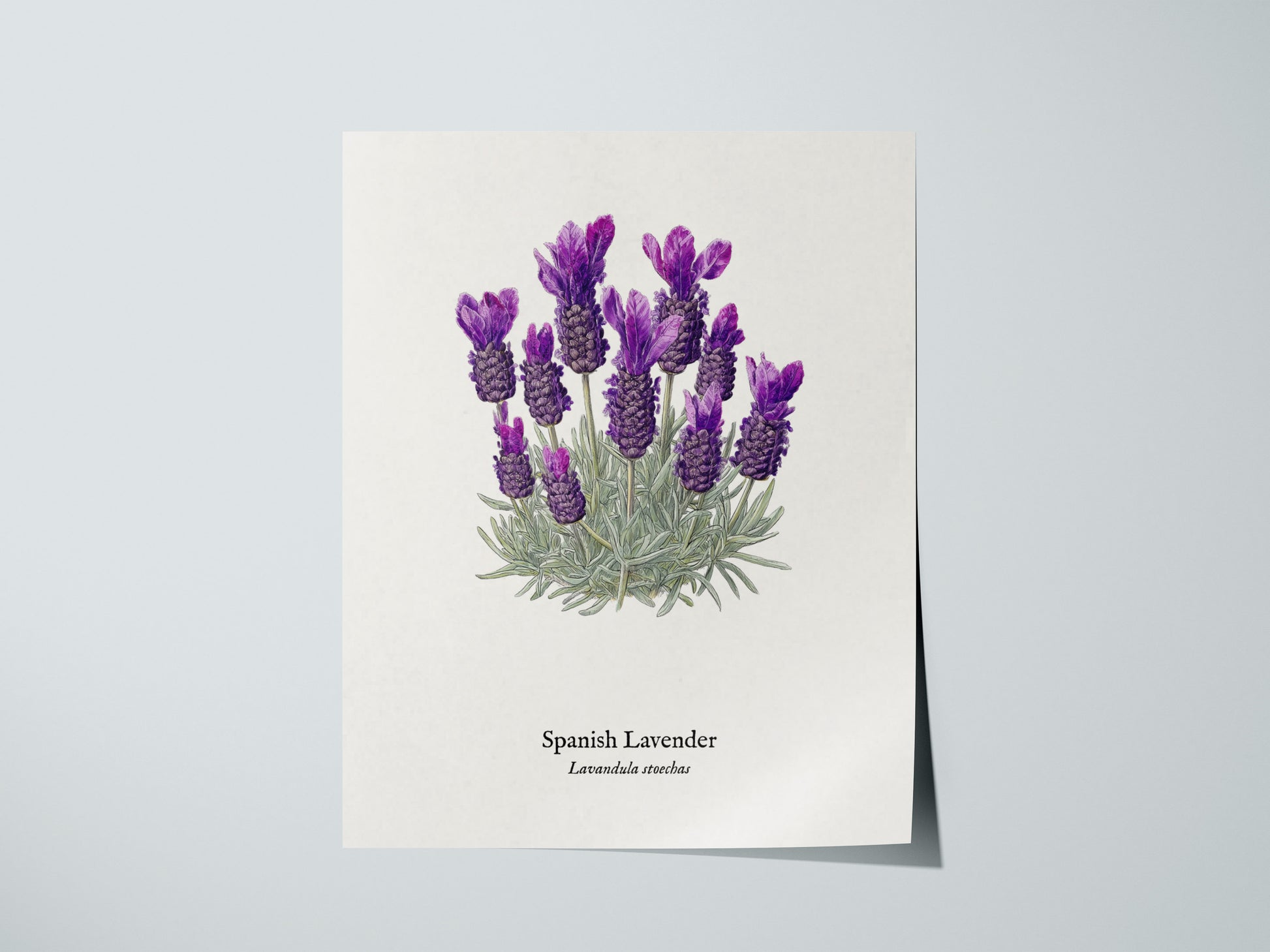 Print 01