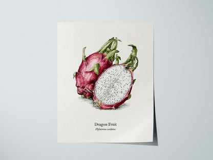 Dragon Fruit Poster | Vintage Hylocereus undatus Botanical Illustration Wall Art — giclée print detail on matte paper