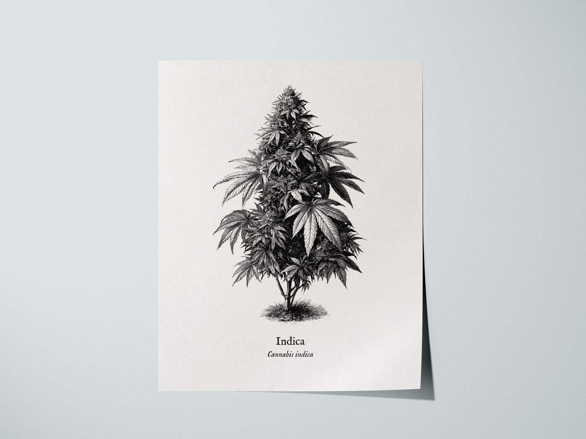 Print 01