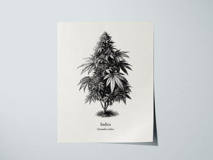 Print 01