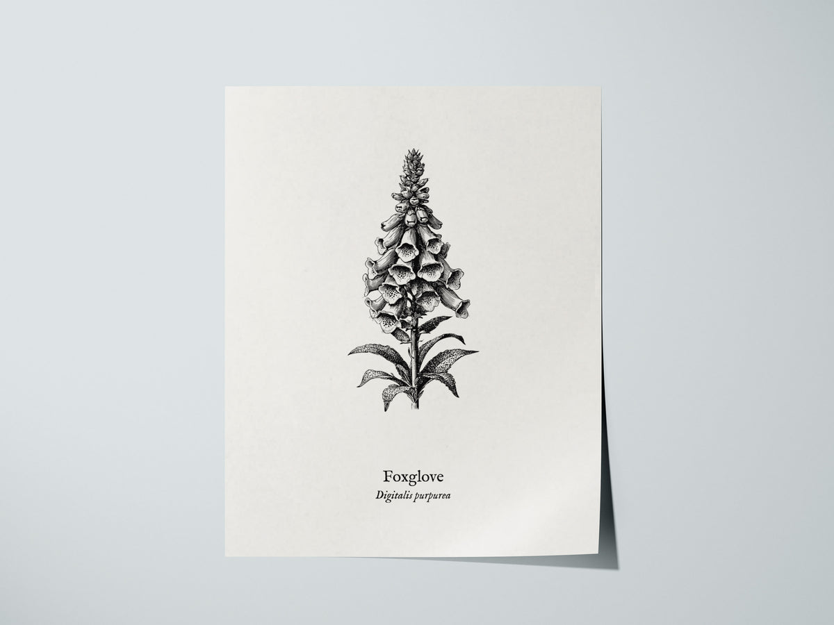 Foxglove Poster | Digitalis purpurea Pen and Ink Print | Vintage Botanical Illustration Wall Art — giclée print detail on mat