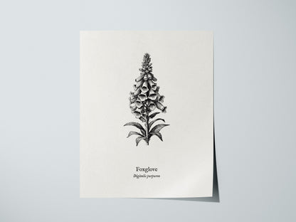 Foxglove Poster | Digitalis purpurea Pen and Ink Print | Vintage Botanical Illustration Wall Art — giclée print detail on mat