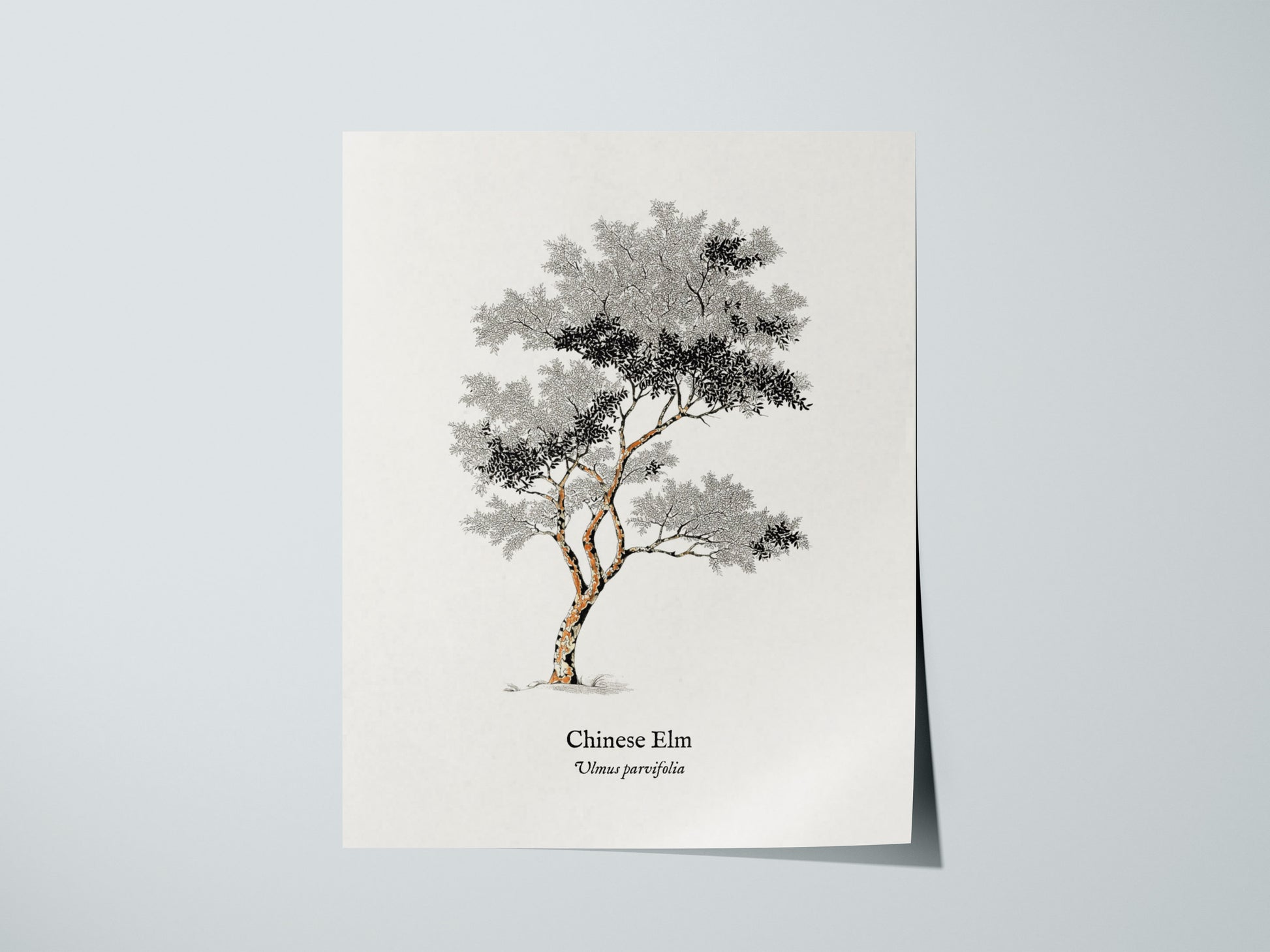 Print 01