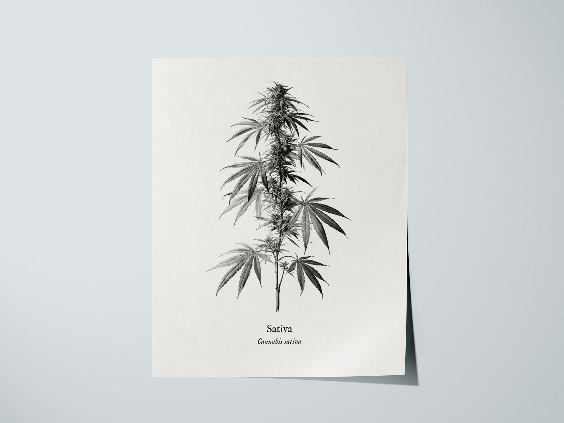 Print 01