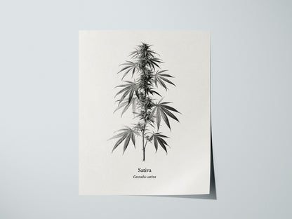 Print 01