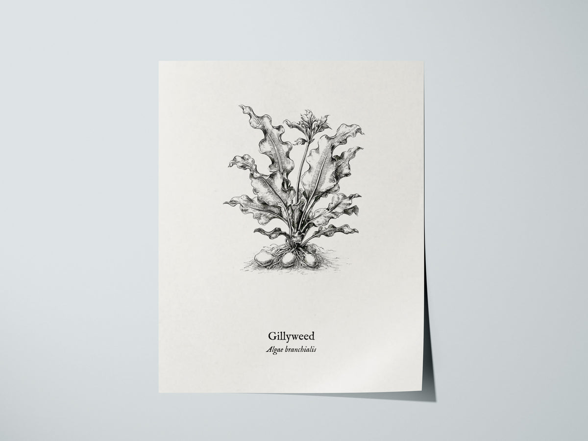 Gillyweed Poster | Algae Branchialis Pen and Ink Print Vintage Scientific Illustration — giclée print detail on matte paper
