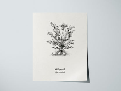 Gillyweed Poster | Algae Branchialis Pen and Ink Print Vintage Scientific Illustration — giclée print detail on matte paper