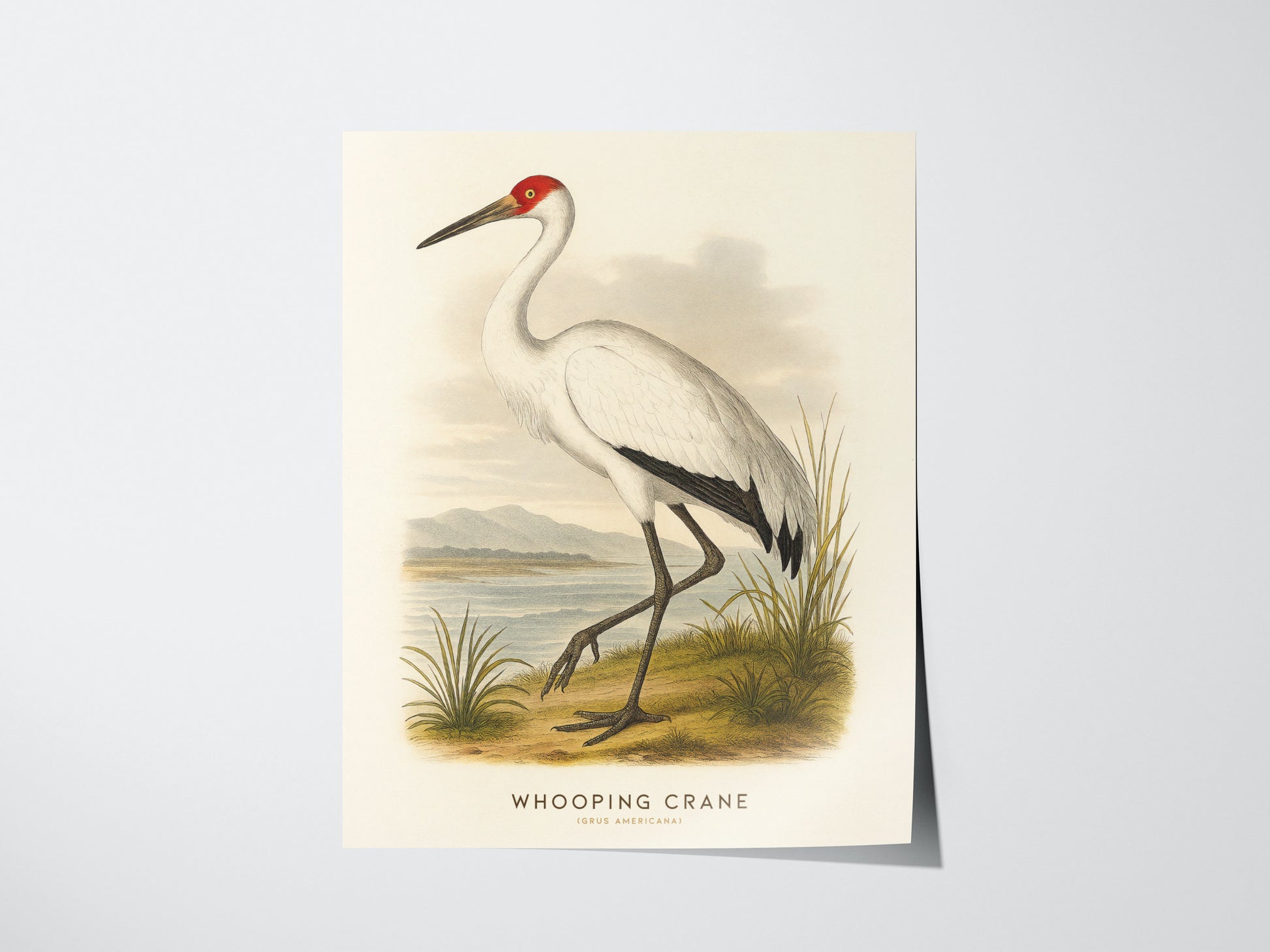 Whooping Crane Print | Vintage Audubon Bird Art Naturalist Wall Decor