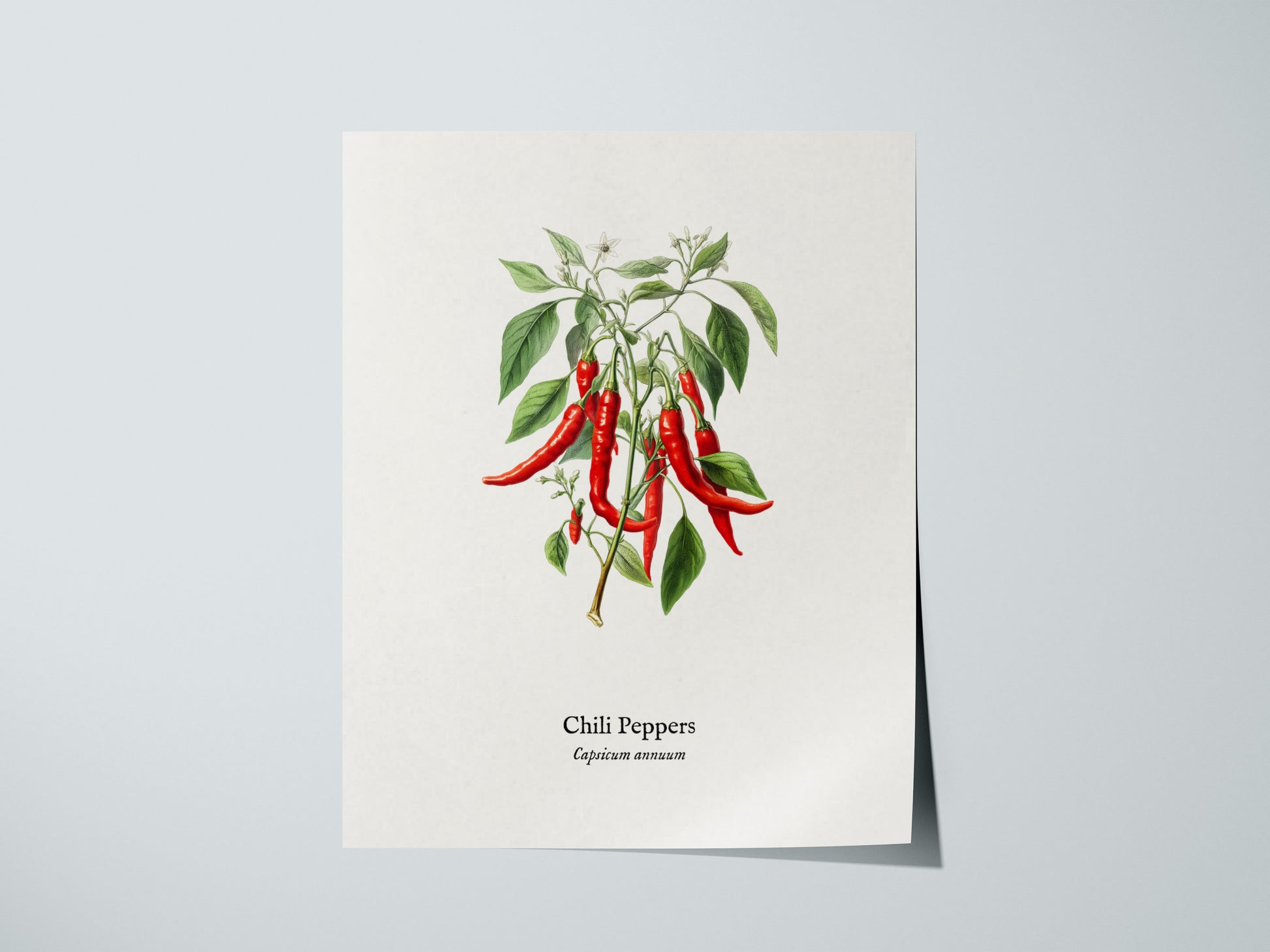 Chili Peppers Poster | Vintage Capsicum Annuum Botanical Illustration Wall Art — giclée print detail on matte paper