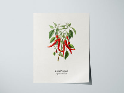 Chili Peppers Poster | Vintage Capsicum Annuum Botanical Illustration Wall Art — giclée print detail on matte paper