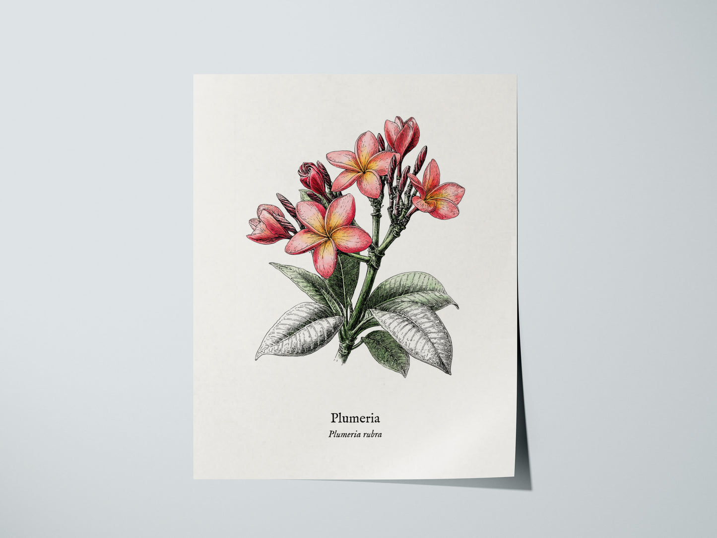 Print 01
