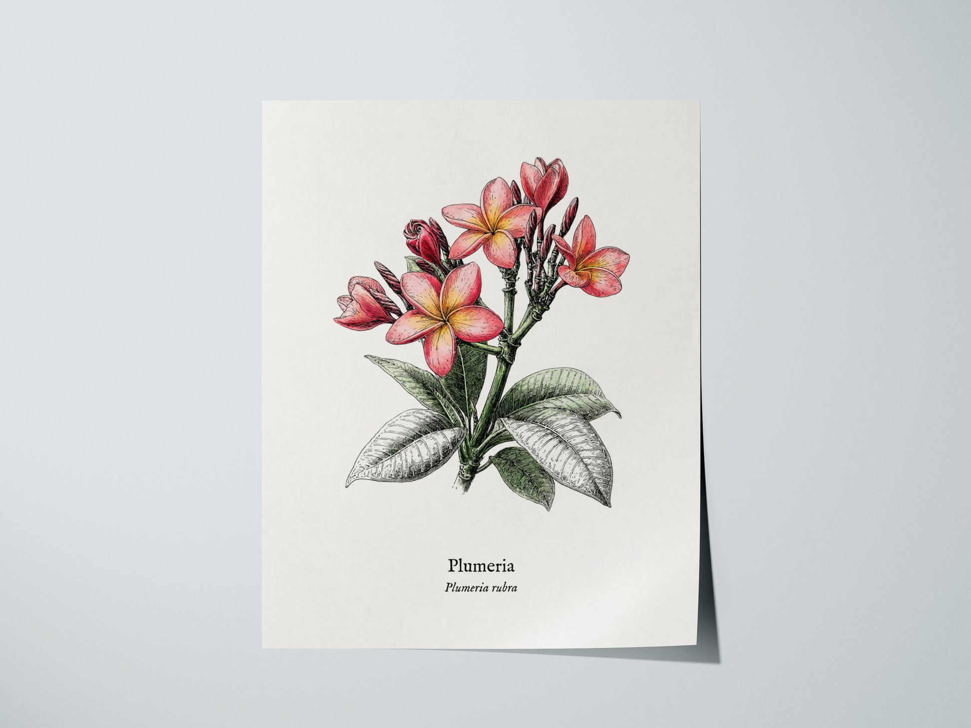 Print 01
