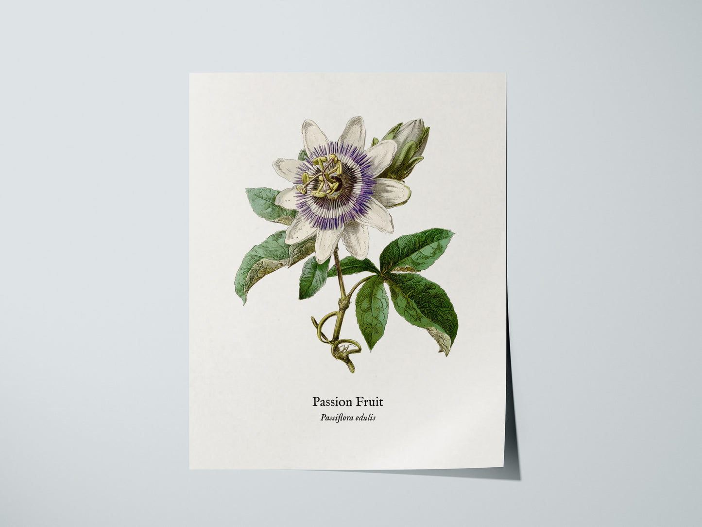 Print 01