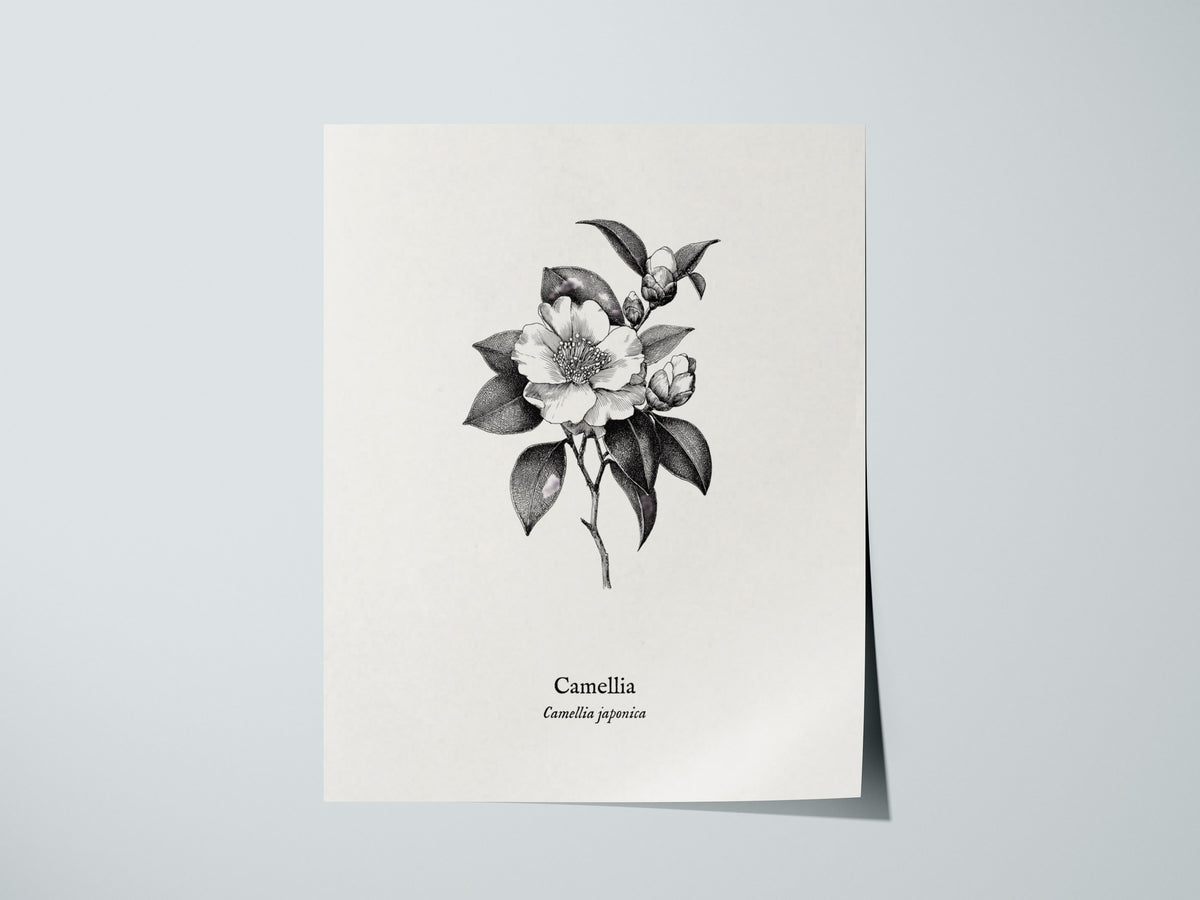 Camellia Poster | Camellia japonica Pen and Ink Print — Vintage Botanical Illustration Wall Art — giclée print detail on matt
