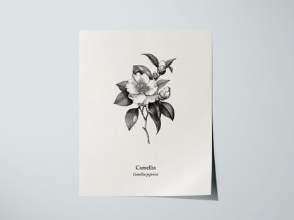 Camellia Poster | Camellia japonica Pen and Ink Print — Vintage Botanical Illustration Wall Art — giclée print detail on matt