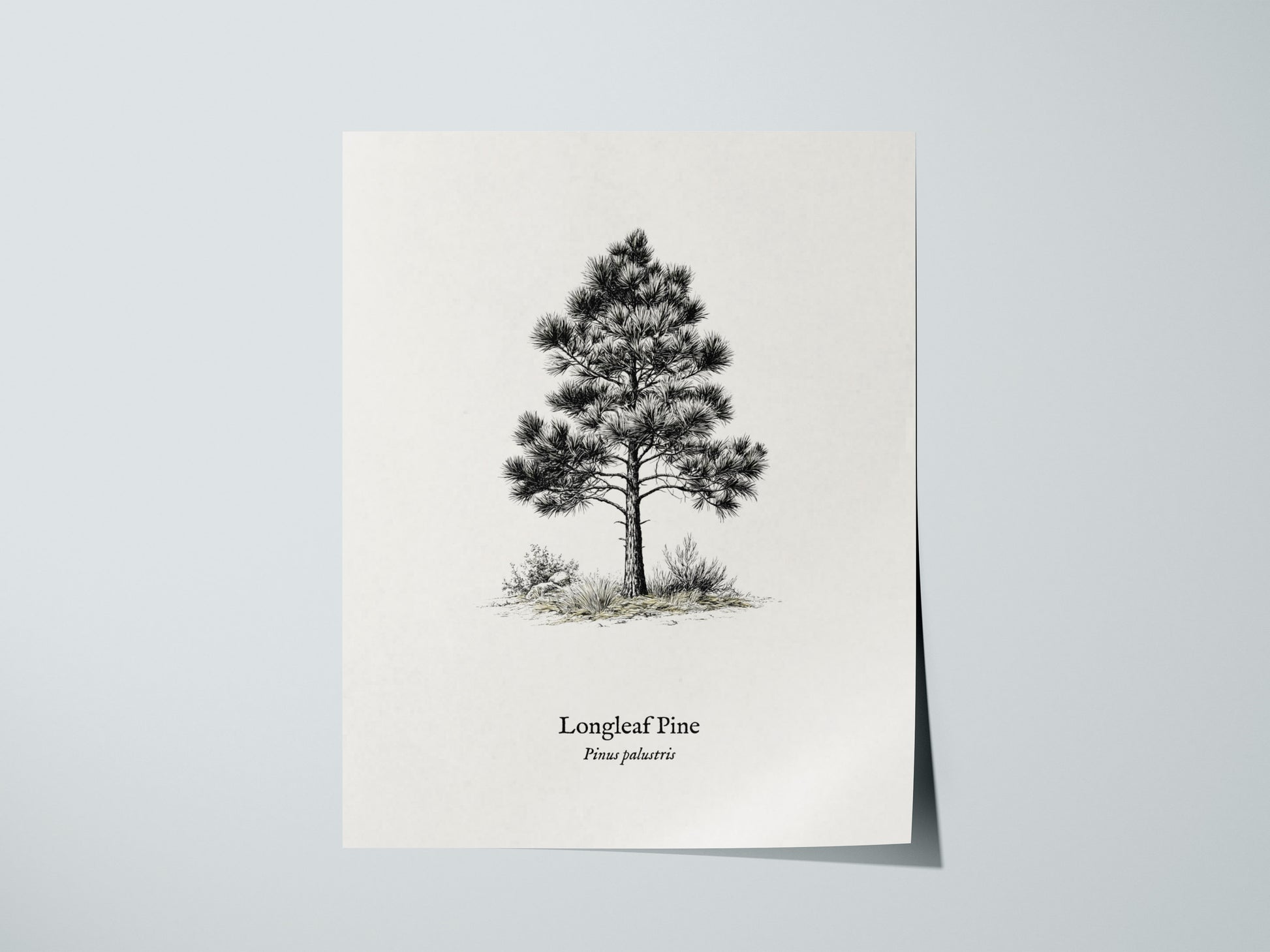 Longleaf Pine Poster | Pinus palustris Pen and Ink Print | Vintage Botanical Illustration Wall Art — giclée print detail on m