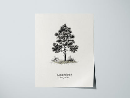Longleaf Pine Poster | Pinus palustris Pen and Ink Print | Vintage Botanical Illustration Wall Art — giclée print detail on m