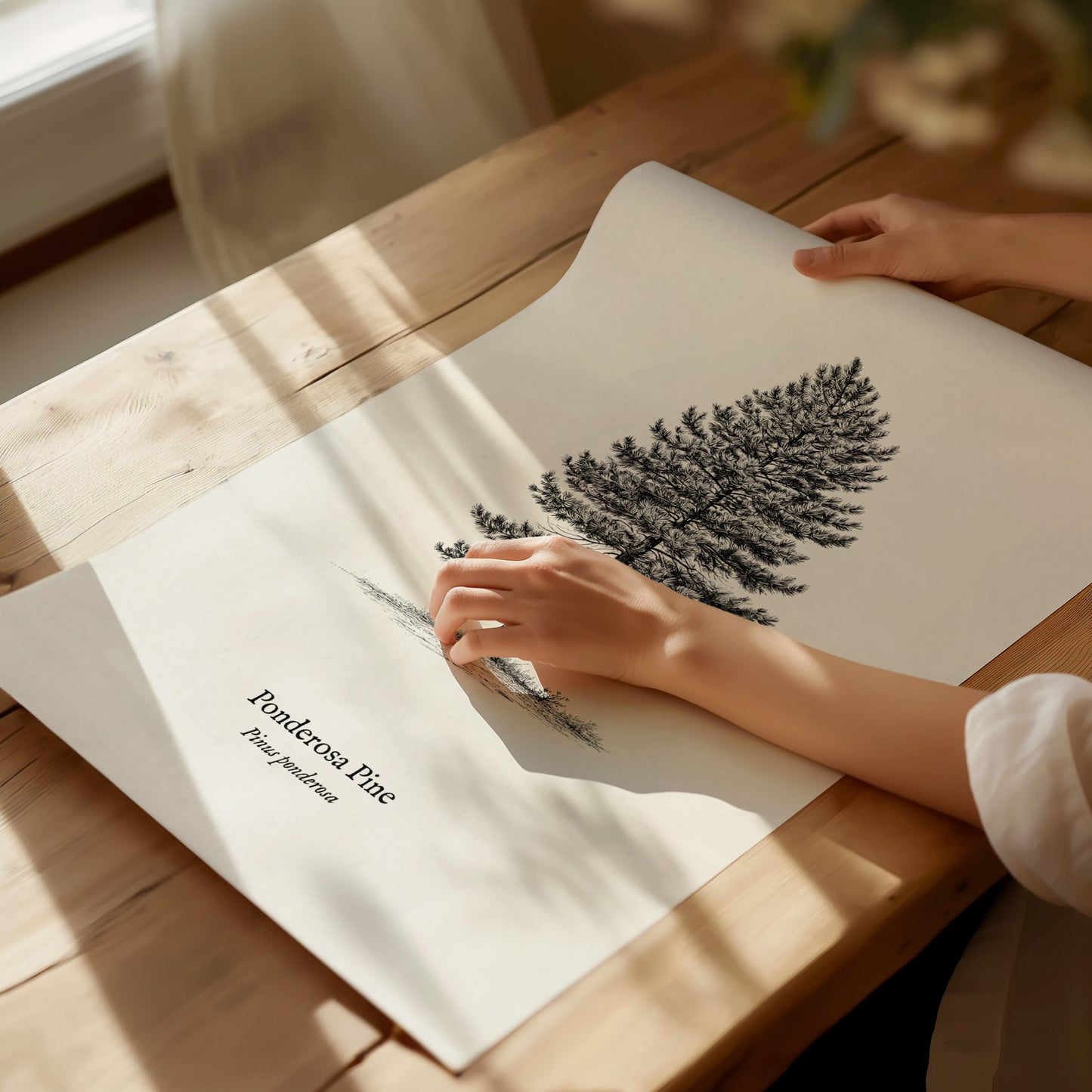 Ponderosa Pine Poster | Vintage Pinus ponderosa Botanical Illustration Wall Art — giclée print detail on matte paper