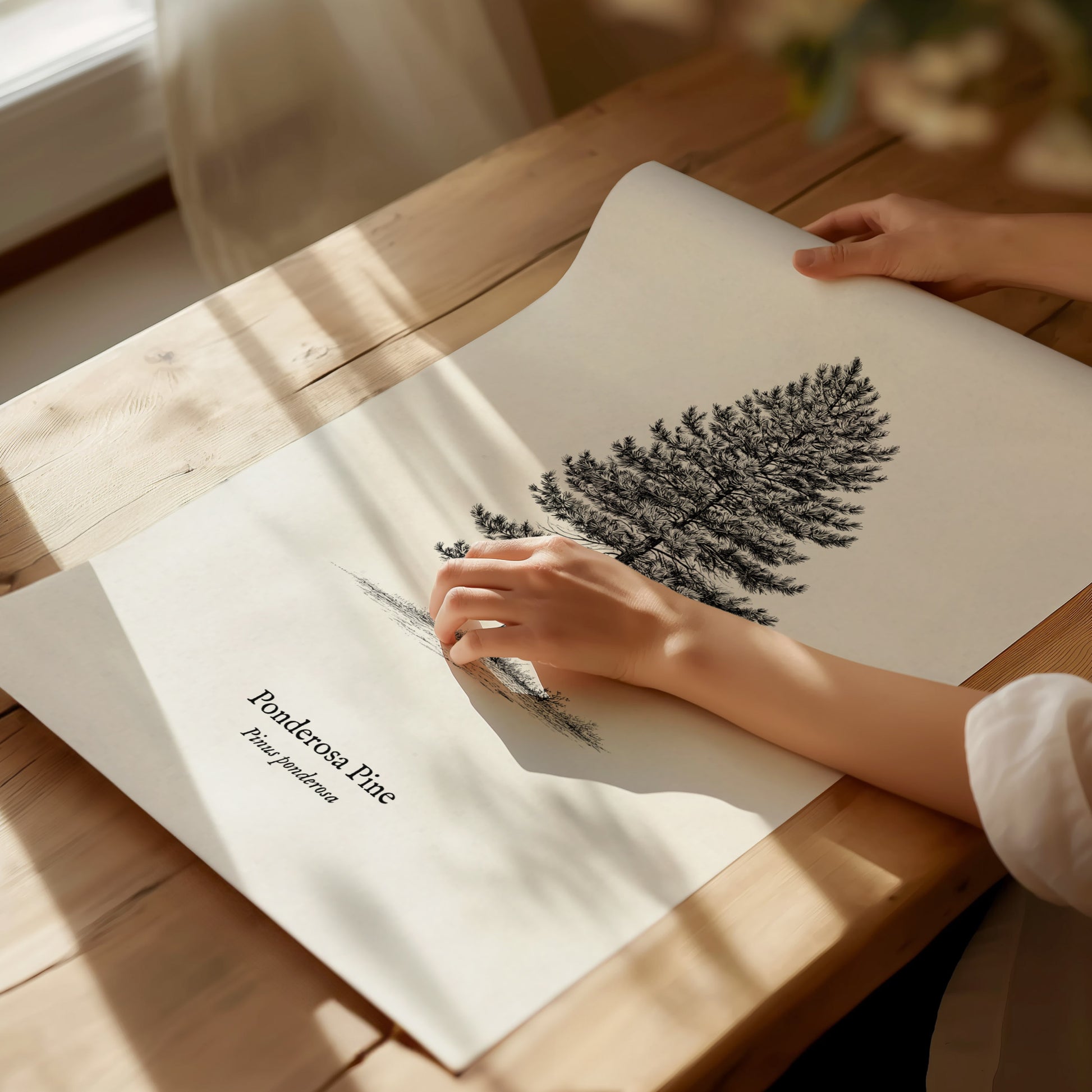 Ponderosa Pine Poster | Vintage Pinus ponderosa Botanical Illustration Wall Art — giclée print detail on matte paper