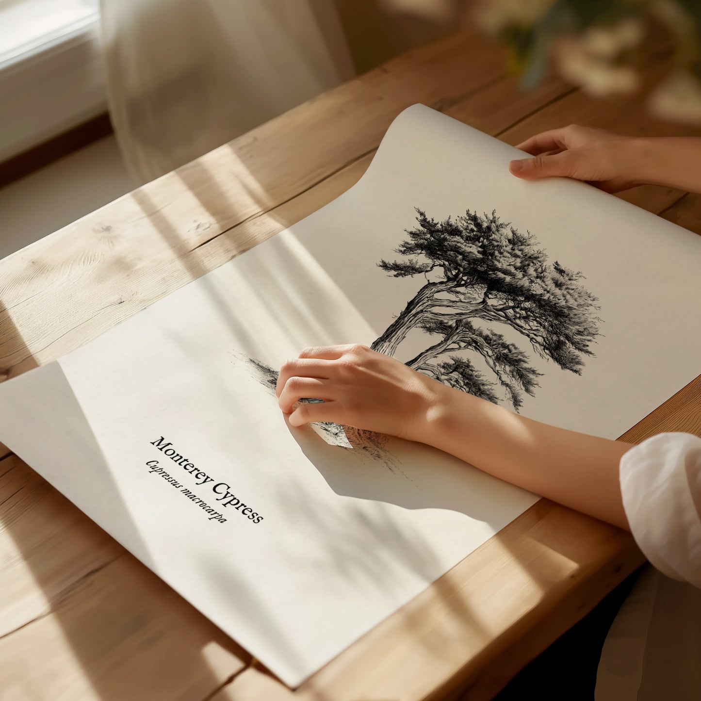 Monterey Cypress Poster | Cupressus macrocarpa Pen and Ink Print Vintage Botanical Illustration — giclée print detail on matt