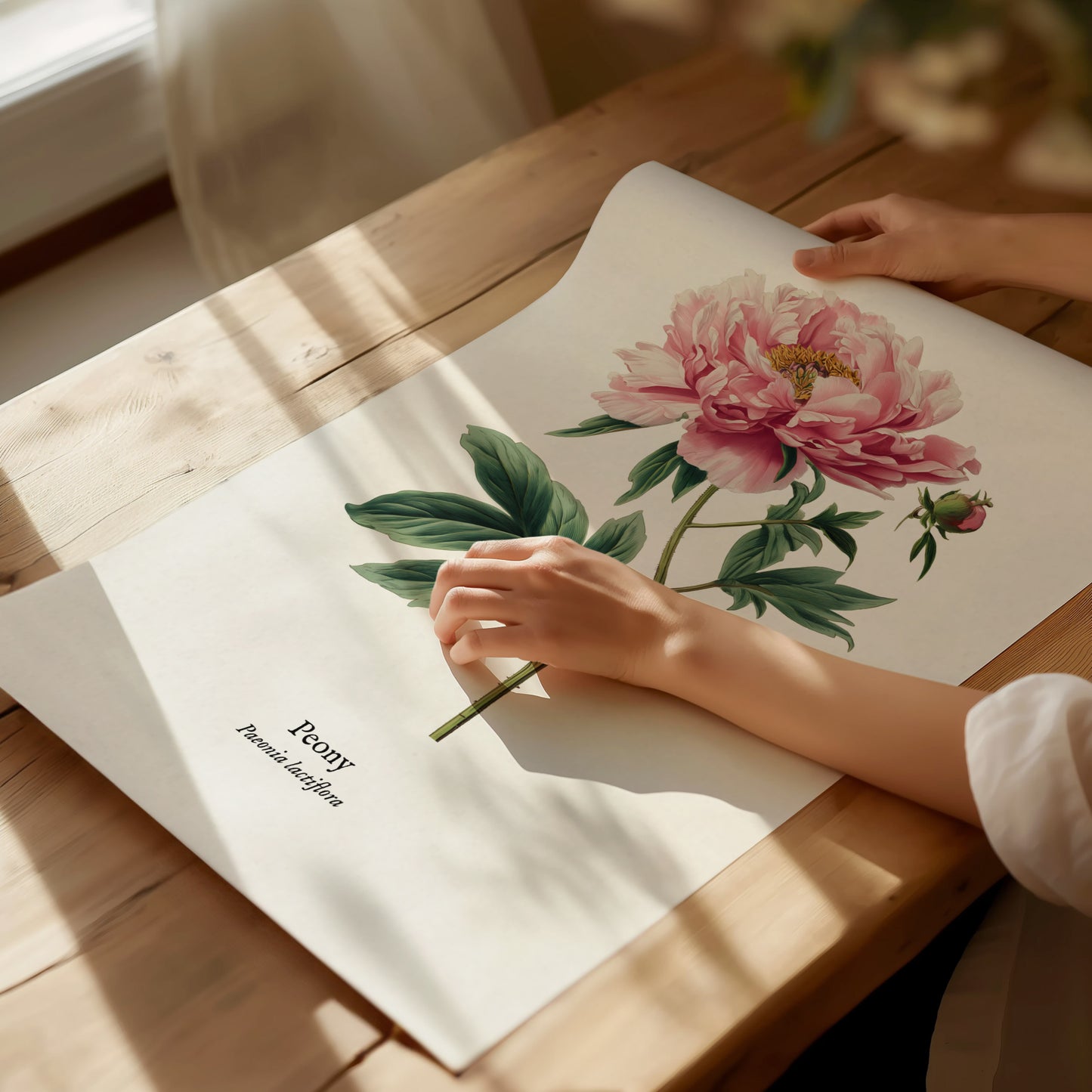 Peony Poster | Vintage Paeonia Lactiflora Botanical Illustration Wall Art — giclée print detail on matte paper
