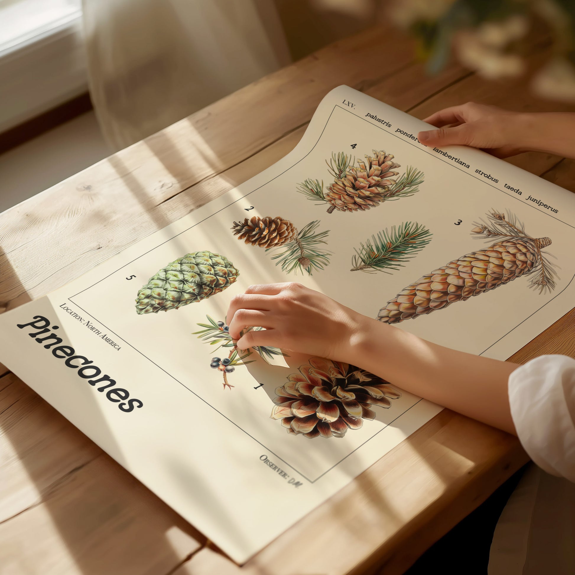 A person examines a botanical poster of various pinecones on a wooden table. Sunlight casts soft shadows on the detailed illustrations, enhancing the vintage scientific style.