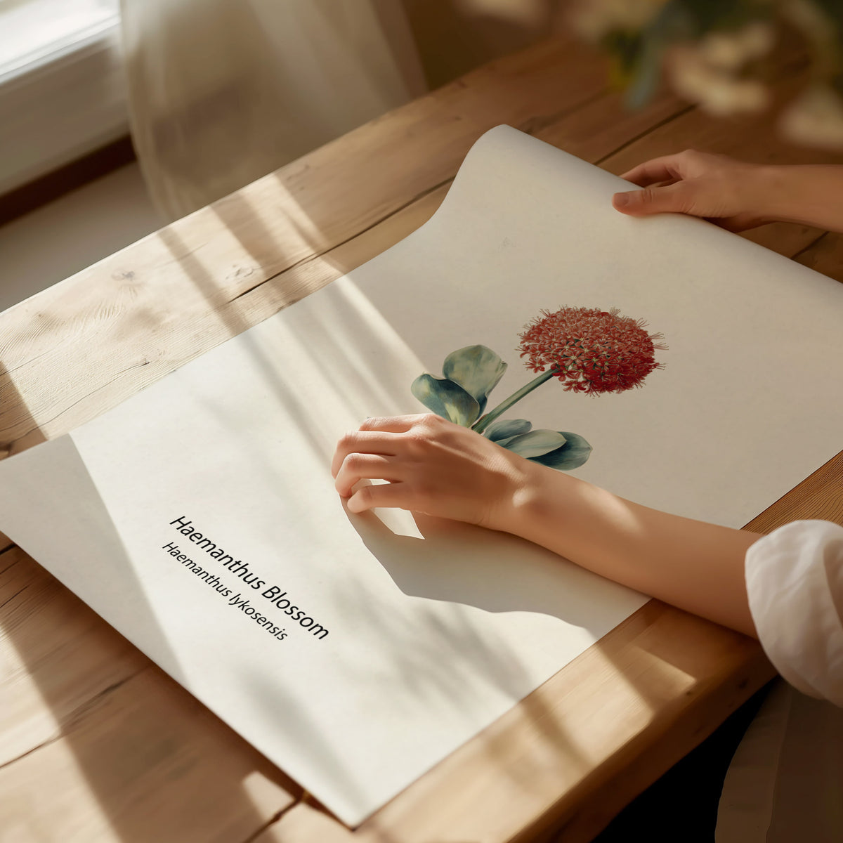 Haemanthus Blossom Poster | Haemanthus lykosensis Pen and Ink Print Vintage Botanical Illustration — giclée print detail on m