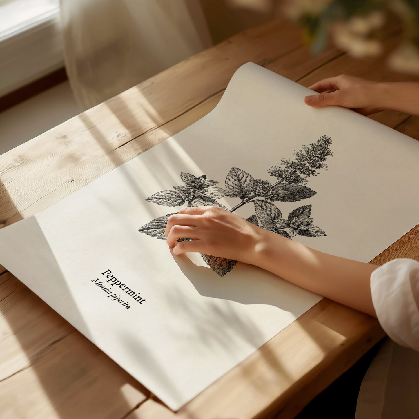 Peppermint Poster | Mentha piperita Vintage Botanical Ink Illustration Wall Art — giclée print detail on matte paper
