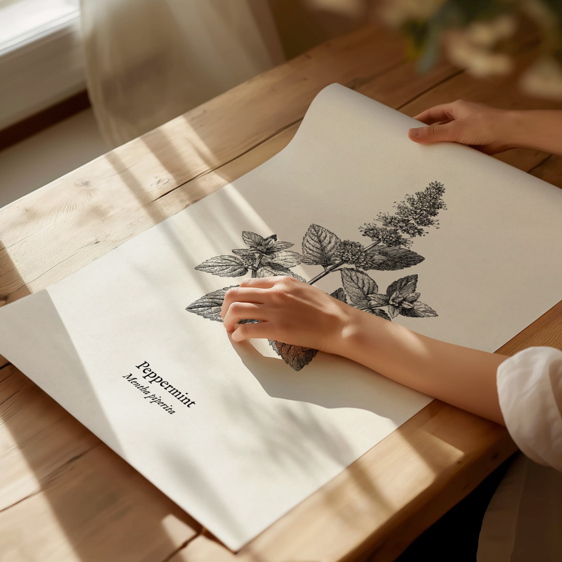 Peppermint Poster | Mentha piperita Vintage Botanical Ink Illustration Wall Art — giclée print detail on matte paper