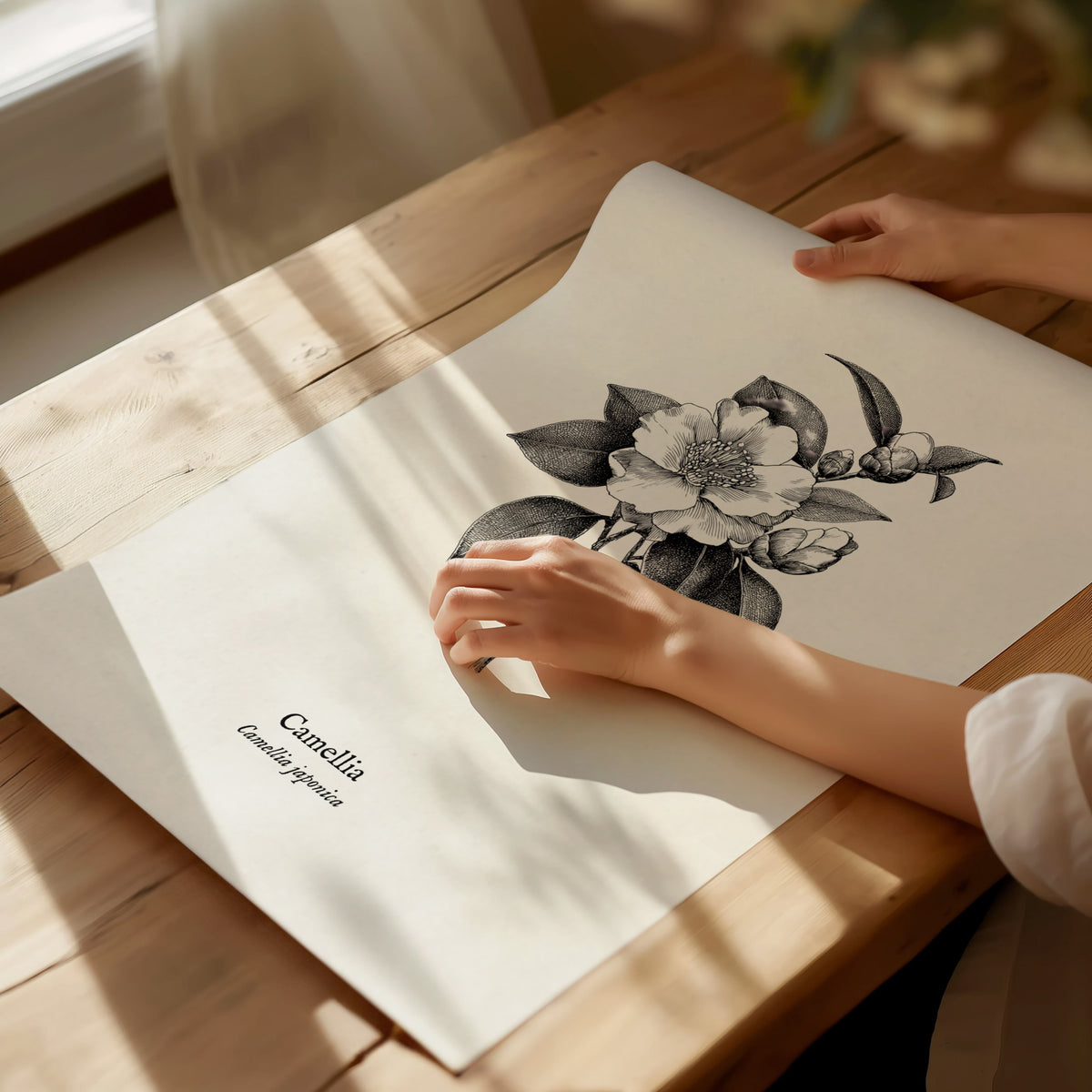 Camellia Poster | Camellia japonica Pen and Ink Print — Vintage Botanical Illustration Wall Art — giclée print detail on matt
