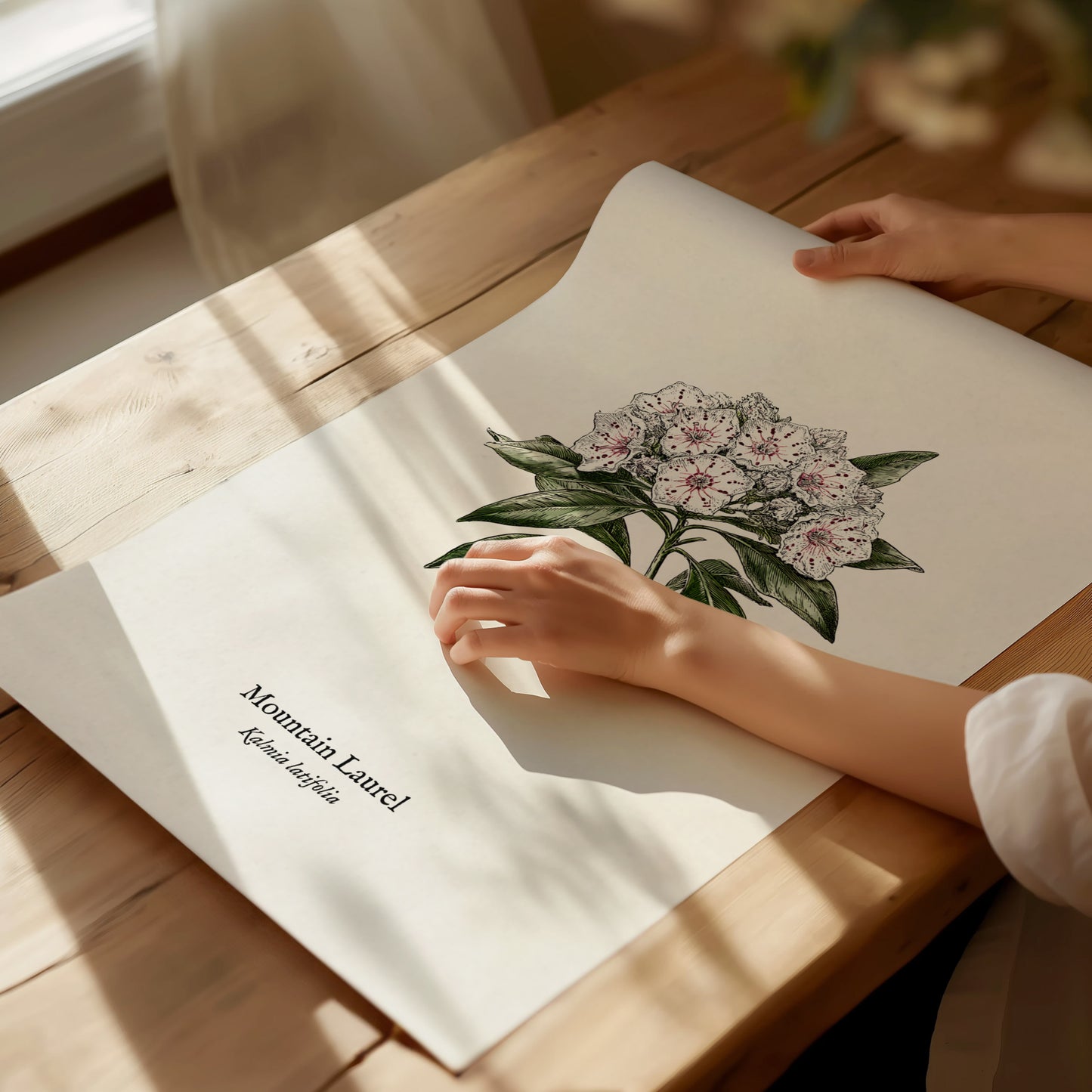 Mountain Laurel Poster | Kalmia latifolia Pen and Ink Print Vintage Botanical Illustration — giclée print detail on matte pap