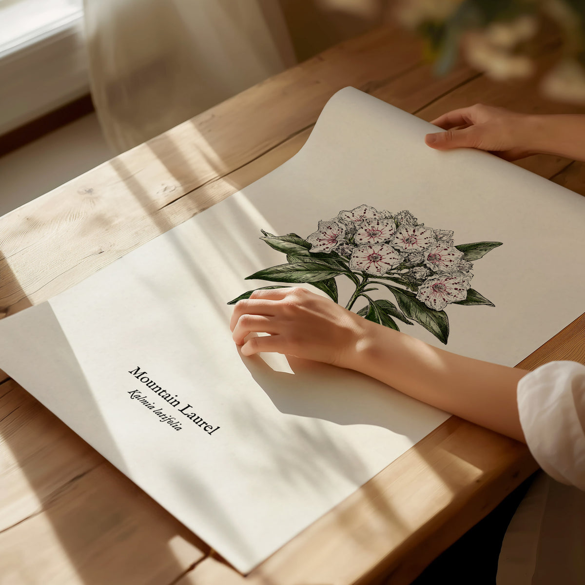 Mountain Laurel Poster | Kalmia latifolia Pen and Ink Print Vintage Botanical Illustration — giclée print detail on matte pap