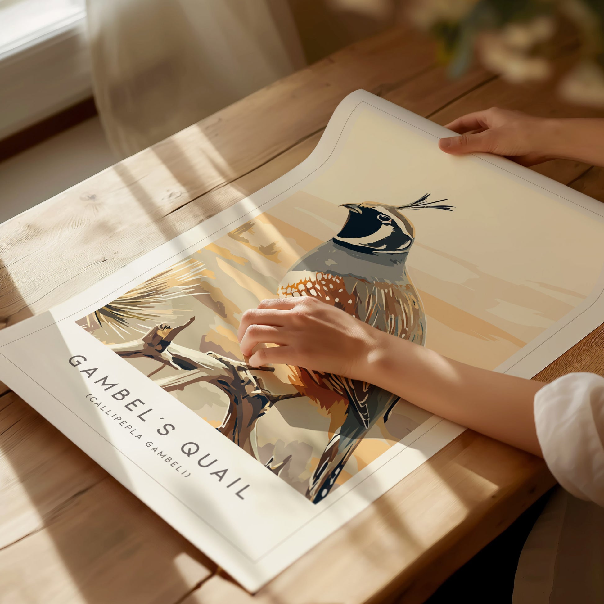 Gambel's Quail, Callipepla gambeli Poster | Desert Bird Wall Art Wildlife Print — giclée print detail on matte paper