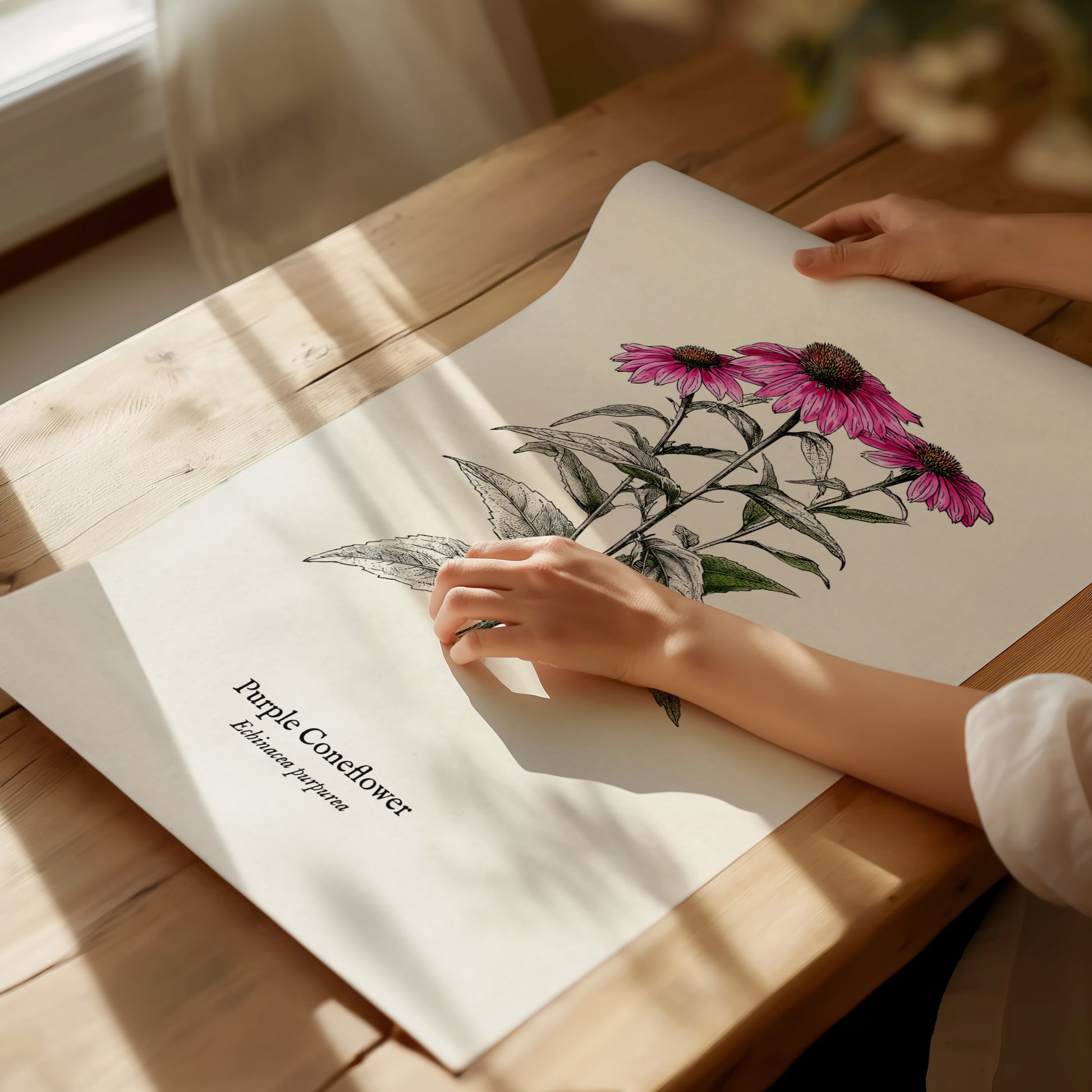 Purple Coneflower Poster | Echinacea purpurea Pen and Ink Print Vintage Botanical Illustration — giclée print detail on matte