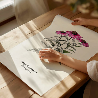 Purple Coneflower Poster | Echinacea purpurea Pen and Ink Print Vintage Botanical Illustration — giclée print detail on matte
