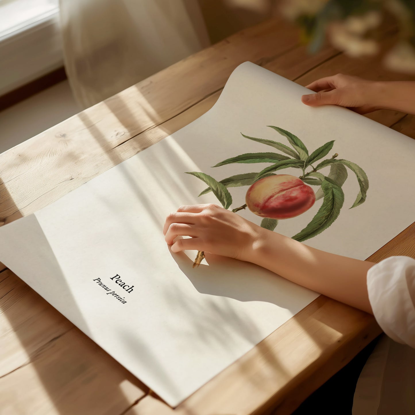 Peach Poster | Prunus persica Vintage Botanical Illustration Pen and Ink Print — giclée print detail on matte paper
